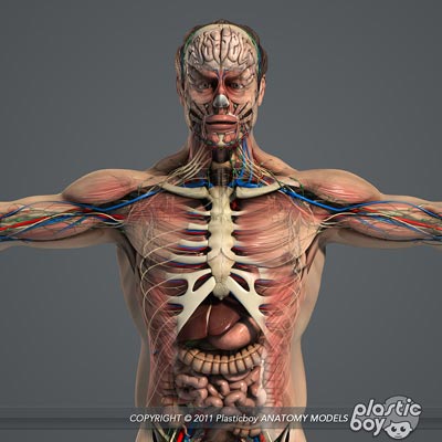 Human Female Anatomy 3D Model Pack