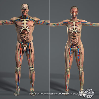 Human Male and Female Anatomy Systems 3D Model Pack